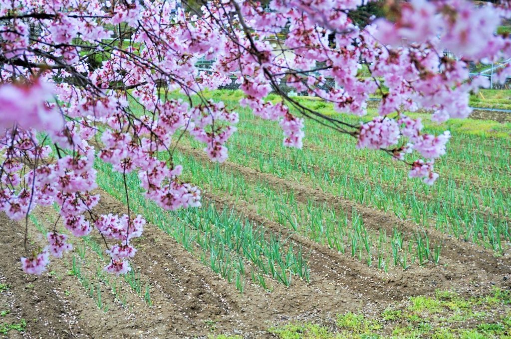 sakura-2-1024x681