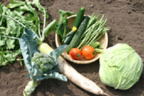 扉農場で採れた有機野菜